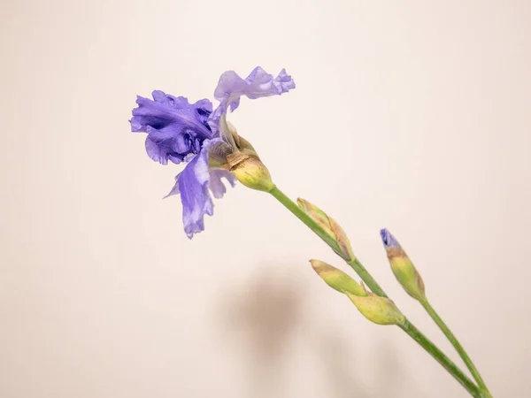 Arkasında Pembe Bir Duvar Olan Güzel Mor Bir Alman Iris — Stok fotoğraf