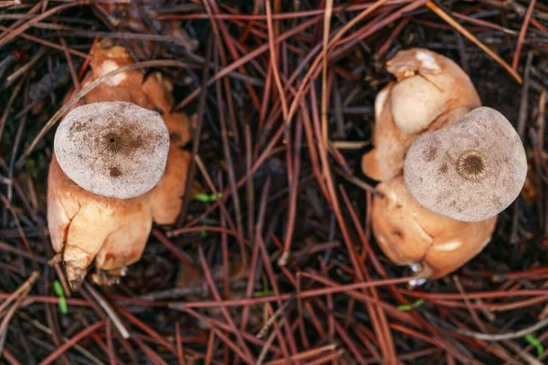 在松林中的一颗地球之星蘑菇的特写 三叉戟 — 图库照片