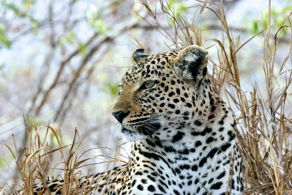 Closeup Shot Sinai Leopard Relaxing Day Reserve — Stock Photo, Image