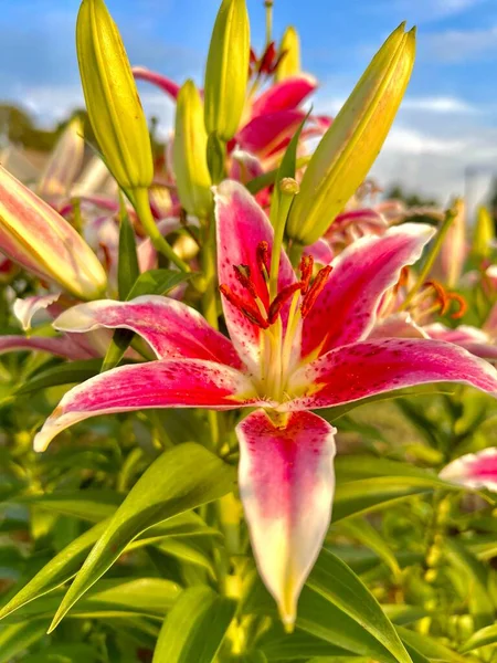The Asiatic lilies in a flower garden in Greenville, NC