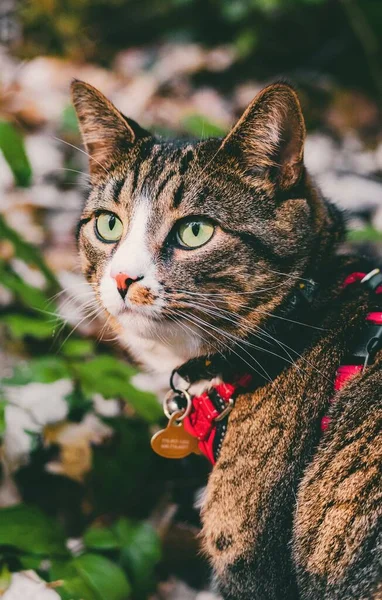 一只长着绿眼睛的可爱的猫在花朵的背景上垂直地拍照 — 图库照片