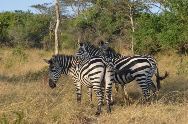Eine Gruppe Zebras Weidet Auf Einem Feld Lake Mburo Nationalpark — Stockfoto