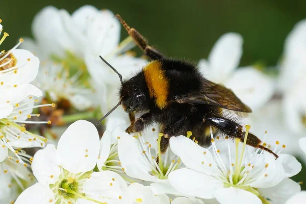 Φυσικό Closeup Μια Βασίλισσα Μεγάλη Μέλισσα Bombus Terrestris Λευκό Λουλούδι — Φωτογραφία Αρχείου