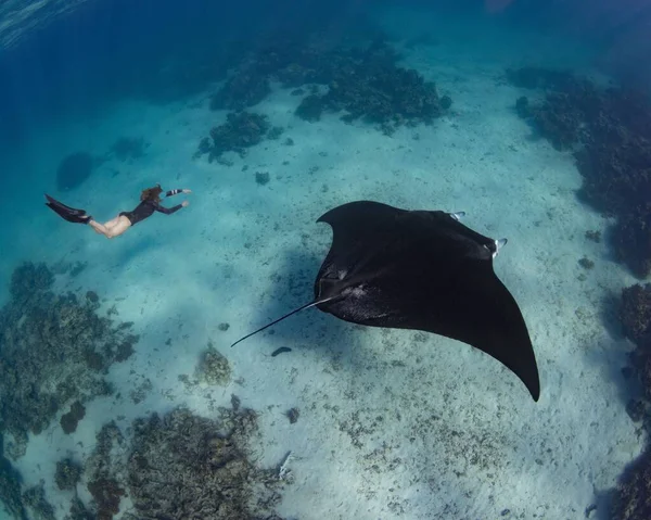 stock image A female diver swimming with an oceanic manta ray (Mobula birostris)