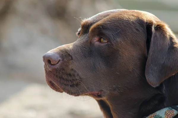 Koyu Kahverengi Bir Labrador Köpeğinin Bulanık Bir Arkaplana Baktığı Yakın — Stok fotoğraf