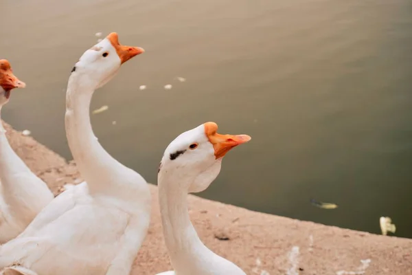 Funny White Geese Resting Water — Stock Photo, Image