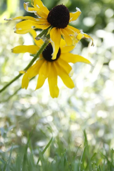 Plano Vertical Flores Amarillas Floreciendo Sobre Hierba Verde Sobre Fondo —  Fotos de Stock