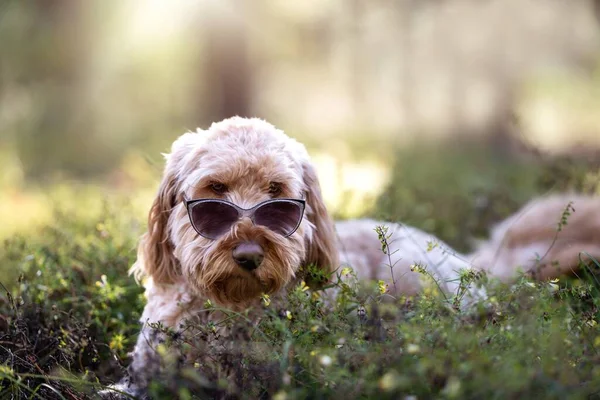 Zbliżenie Labradoodle Okularami Przeciwsłonecznymi Siedzi Zielonej Trawie — Zdjęcie stockowe