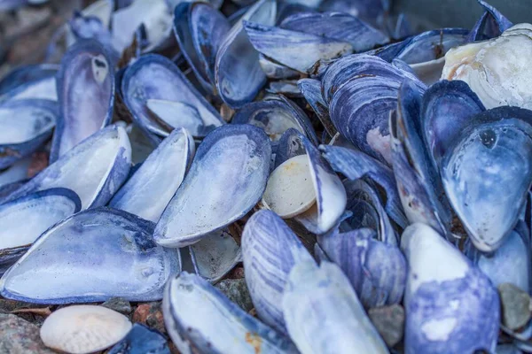 Gros Plan Moules Bleues Coquillages Bleus Ronds Utilisés Dans Diverses — Photo
