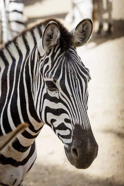 A vertical shot of a zebra portrait at an oasis park