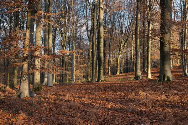 地面に茶色の葉を持つ秋の森の美しい景色 — ストック写真