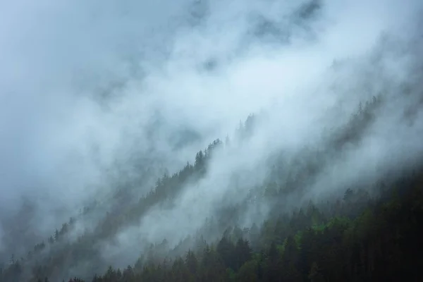 Malebný Pohled Tajemný Tmavý Les Pokrytý Bílou Mlhou Mlhavého Dne — Stock fotografie