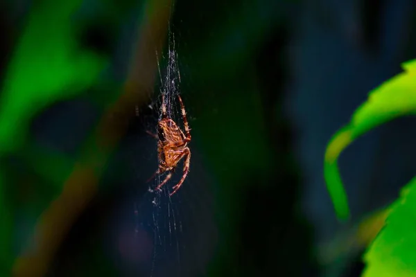 蜘蛛网上一只褐色蜘蛛的特写镜头 — 图库照片