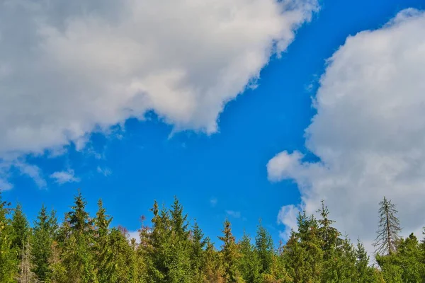 날푸른 구름낀 하늘을 아름다운 의나무들 — 스톡 사진