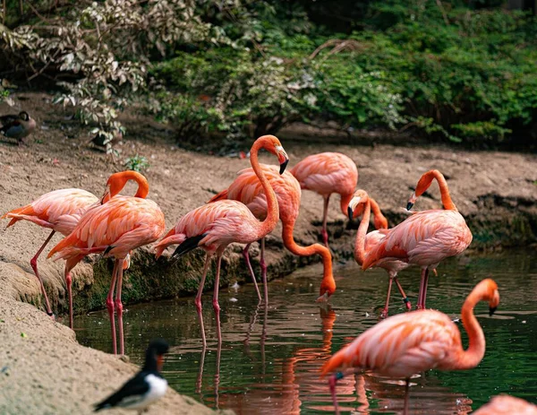 Beautiful View Flamingos Pond — Stock Photo, Image