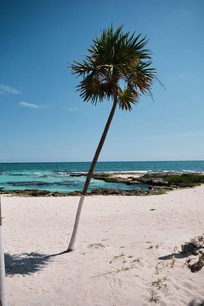 Ein Palmenstrand Mit Weißem Sand Blauen Wasser Tulum Mexiko Einem — Stockfoto
