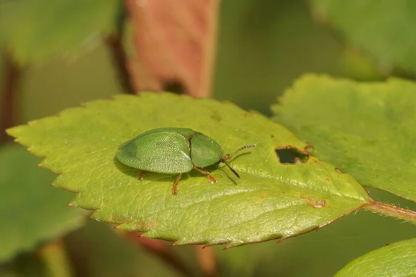 Primer Plano Cassida Viridis Escarabajo Tortuga Verde Una Hoja — Foto de Stock