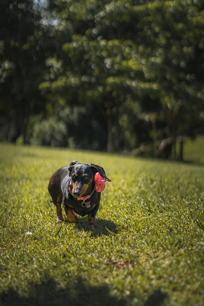 Красивый Собачий Портрет Таксы Открытом Воздухе Панаме — стоковое фото