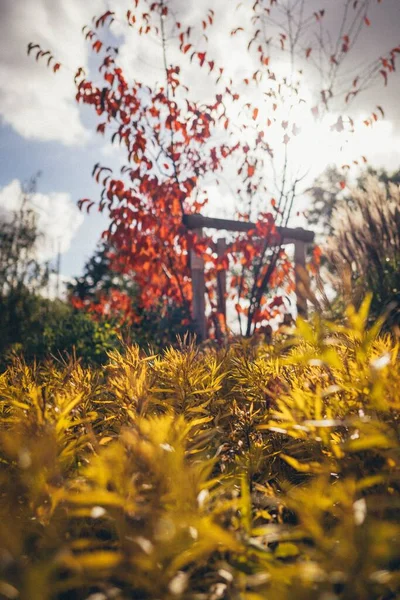 가을이 나무는 떠난다 — 스톡 사진