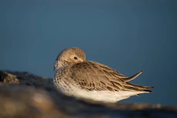 Dunlin Rests Jetty Its Bill Tucked Its Feathers — Stock Photo, Image