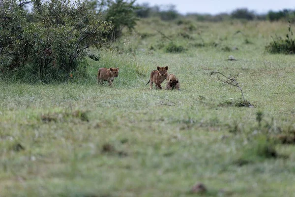 Tre Cuccioli Leone Nella Riserva Masai Mara Kenya Africa — Foto Stock