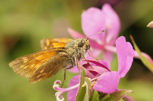 Natural Closeup Large Skipper Butterfly Ochlodes Sylvanus Sitting Pink Flower — Stock Photo, Image
