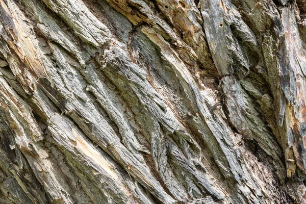 Closeup Tree Bark Texture — Stock Photo, Image