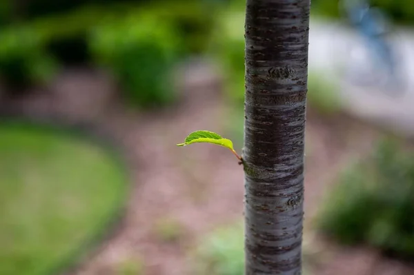 Liść Kiełkujący Pniu Ogrodzie — Zdjęcie stockowe