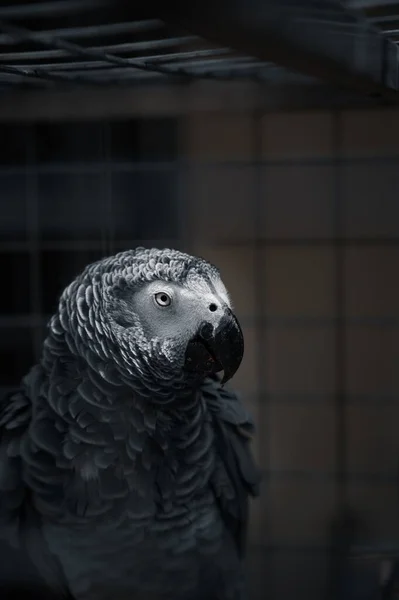 Вертикальный Снимок Серого Попугая Сидящего Клетке Смотрящего Направо — стоковое фото