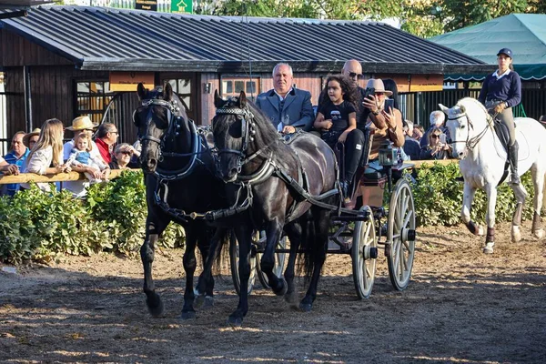 Dois Cavalos Com Uma Carruagem Madeira Durante Pessoas Feira Cavalo — Fotografia de Stock