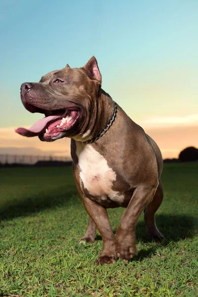 Vertical Closeup Pitbull Tongue Out Grass Purple Sky Background — Stock Photo, Image