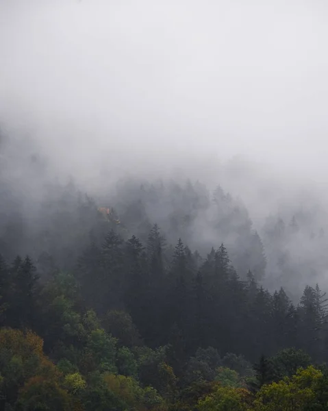捷克共和国别斯基底山脉 在多雾的天气里 森林里的一株垂直的绿树 — 图库照片