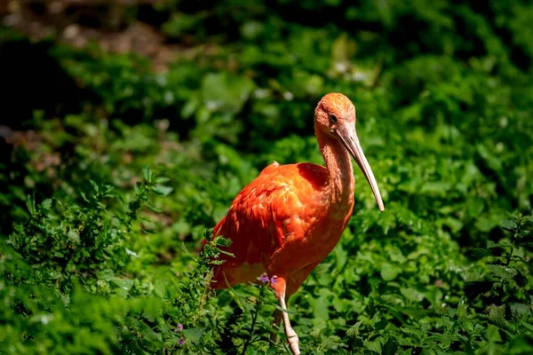 Pássaro Laranja Com Bico Longo Entre Vegetação Dia Ensolarado — Fotografia de Stock