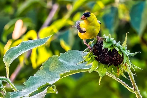 Closeup Shot Yellow American Goldfinch Bird Perched Dry Sunflower — Stock Photo, Image