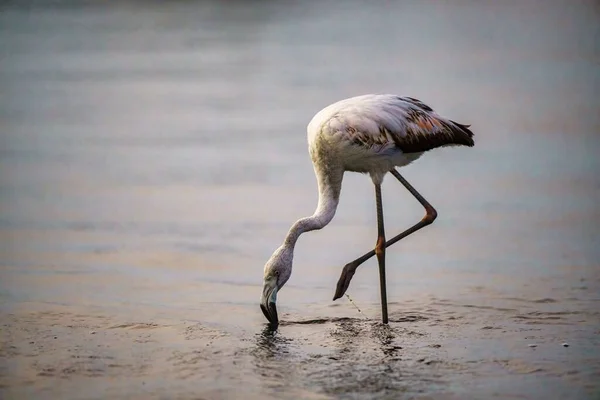 Ένα Ενιαίο Flamingo Phoenicopterus Chilensis Πόσιμο Νερό Από Τον Ποταμό — Φωτογραφία Αρχείου