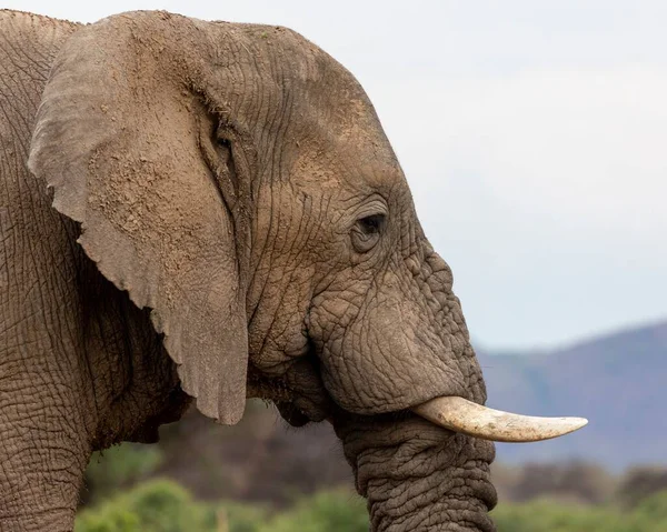 Gros Plan Tête Éléphant Avec Grosses Défenses — Photo