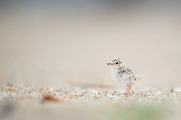 Primer Plano Pollito Least Tern Con Fondo Borroso Playa Belmar — Foto de Stock