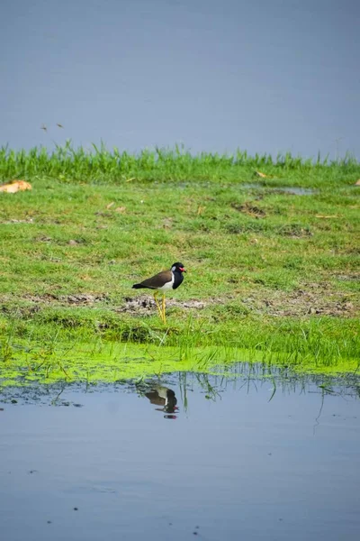 湖滨绿草上立着一只红色的羽翼鸟的垂直镜头 — 图库照片
