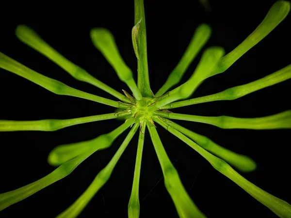 Крупним Планом Розгалужена Зелена Рослина Чорному Тлі — стокове фото