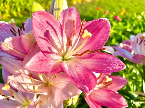 Eine Nahaufnahme Von Morgentau Der Auf Rosa Lilienblättern Unter Dem — Stockfoto