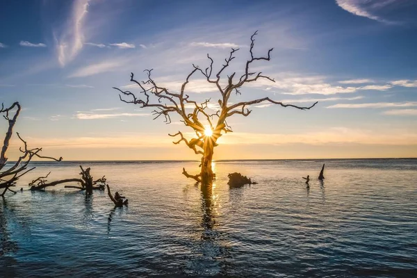 Uma Foto Cênica Uma Árvore Sem Folhas Boneyard Beach Jacksonville — Fotografia de Stock