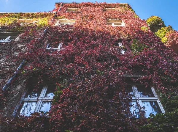 Ένα Κτίριο Καλυμμένο Αναρριχητικά Φυτά Φθινόπωρο — Φωτογραφία Αρχείου