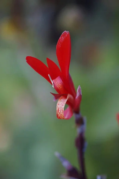 ぼやけた背景に隔離された赤いカンナの開花の閉鎖 — ストック写真
