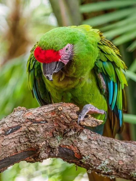 木の枝に群生する緑の顎の鳥縦射 — ストック写真