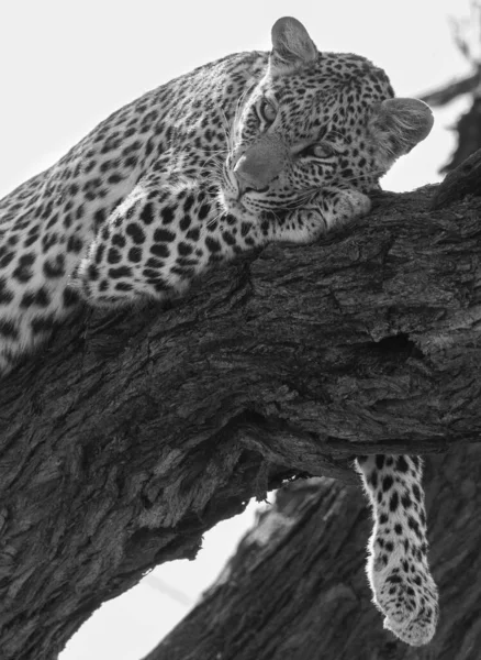 Una Escala Grises Vertical Leopardo Acostado Una Rama Árbol — Foto de Stock