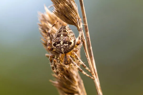 Closeup Shot Spider Hanging Piece Wheat Field — Stock Photo, Image