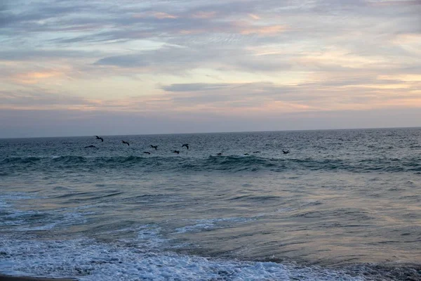 Group Seagulls Flying Calm Ocean Sunset — Stock Photo, Image