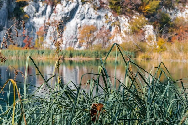 Uma Vista Plantas Contra Fundo Lago Penhasco Parque Nacional Plitvice — Fotografia de Stock