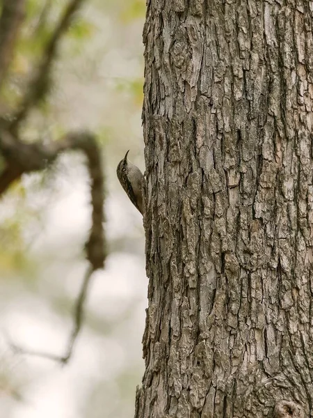 Een Verticaal Schot Van Een Brown Creeper Certhia Americana Vogel — Stockfoto