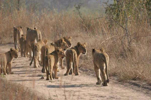 Close Seup Ulusaba Lionesses Sabi Sands South Africa — Photo